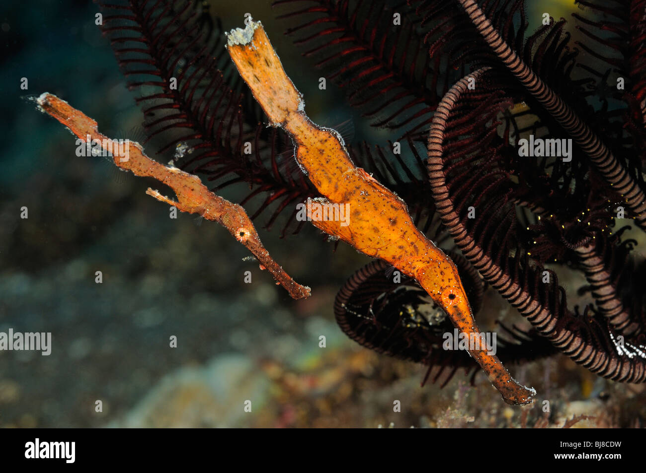 Solenostomus cyanopterus, pair of Robust Ghost pipefish, orange, Tulamben, Bali, Indonesia, Indo-Pacific Ocean Stock Photo