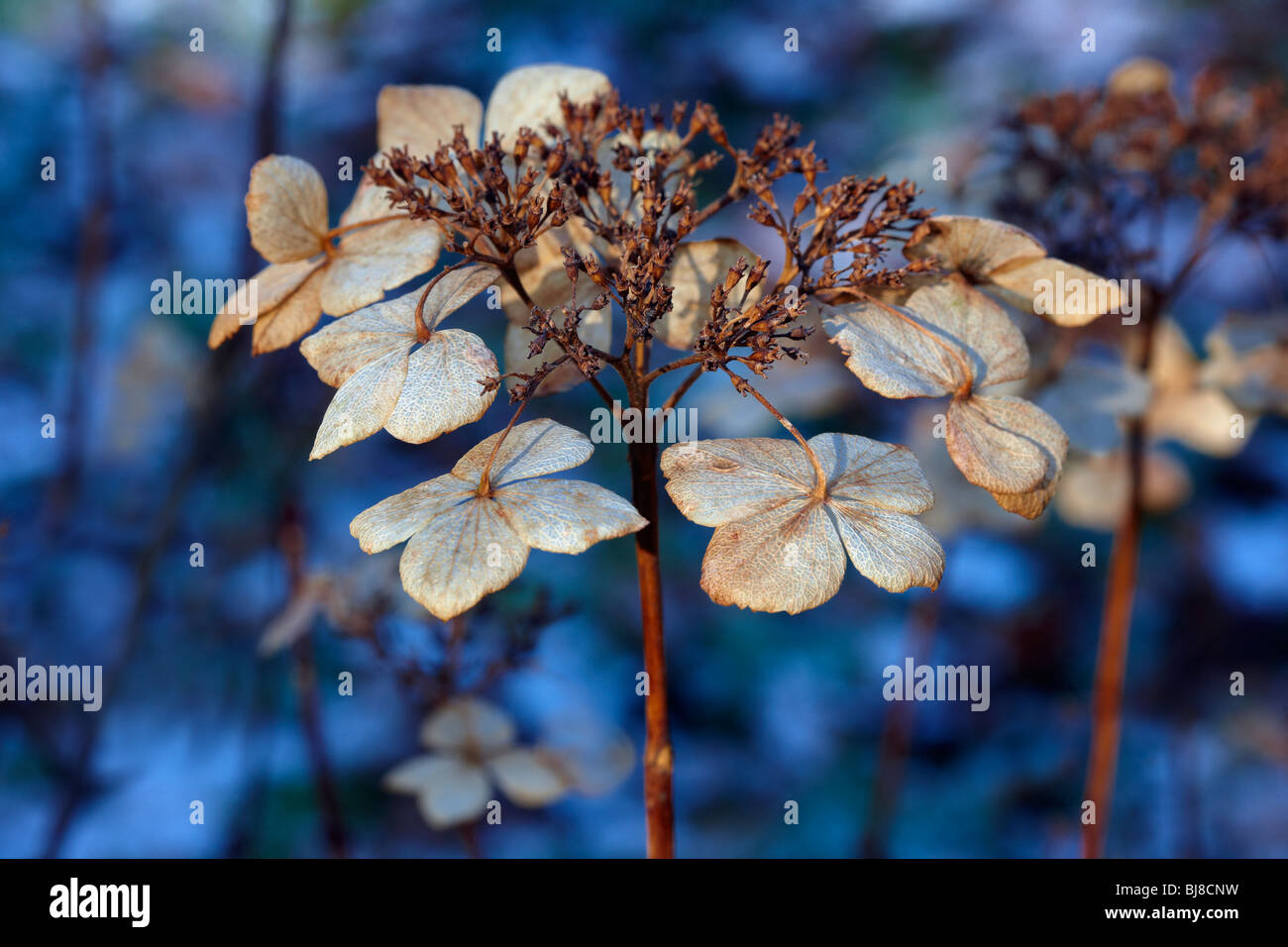 Hydrangea macrophylla 'Tokyo Delight' dead flower head in winter sun Stock Photo