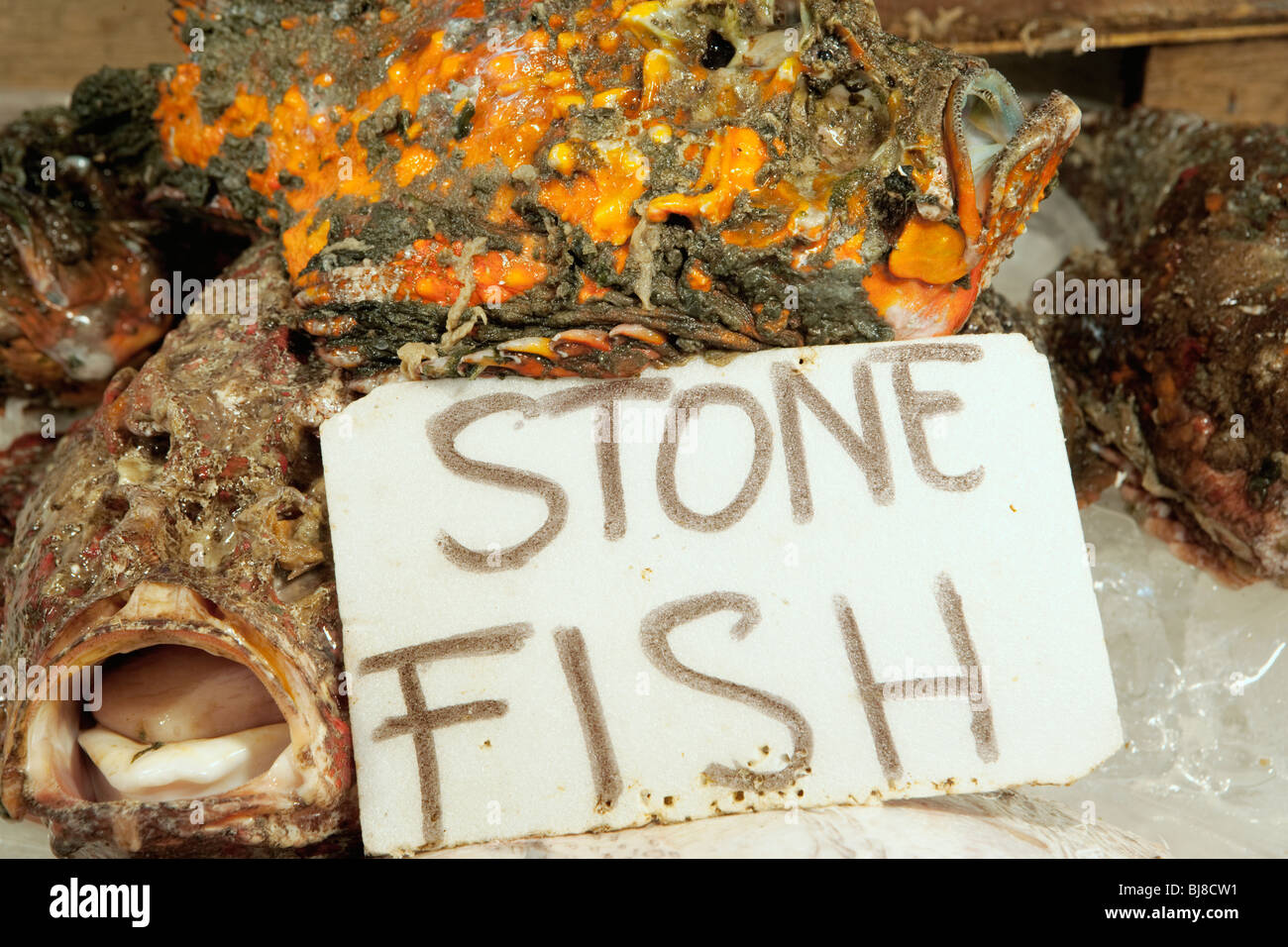 stone fish diet