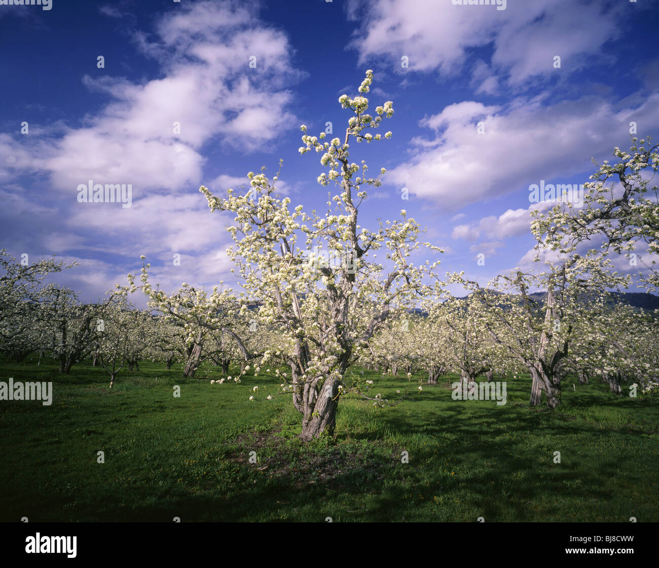 WASHINGTON - Apple orchard near Dryden in Chelan County. Stock Photo