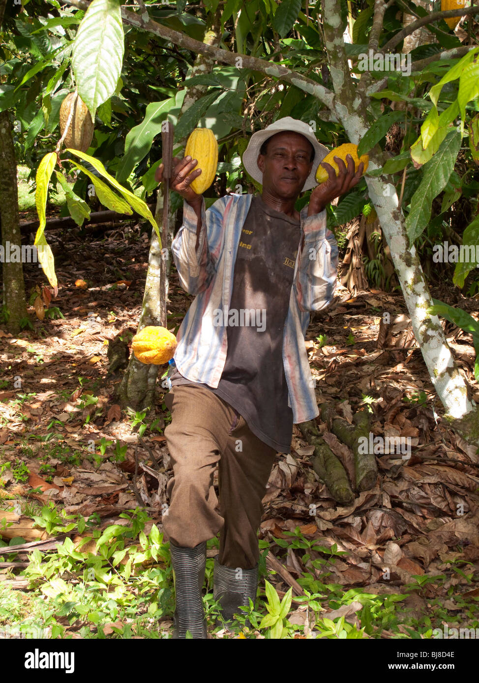A machete equipped plantation worker holding aloft some harvested cocoa pods with the plantation in the background Tobago Stock Photo
