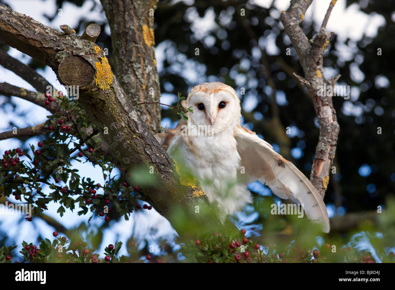 Barn owl, Tyto alba UK Stock Photo