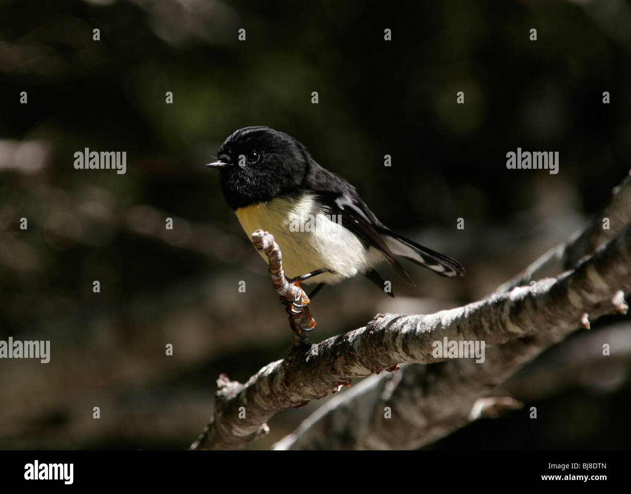 Tomtit in New Zealand forest Stock Photo