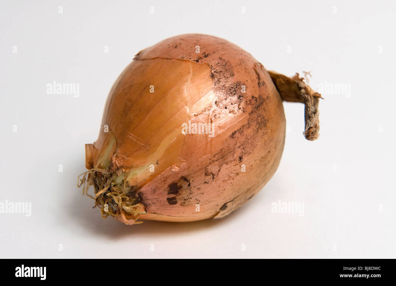 White backdrop cutout hi-res stock photography and images - Alamy