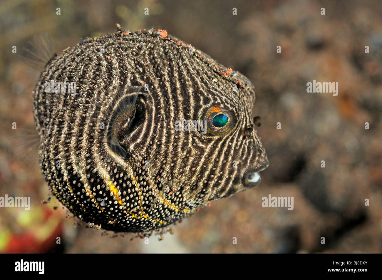 Arothron stellatus, Star Puffer, young, juvenile, Tulamben, Bali, Indonesia, Indo-Pacific Ocean Stock Photo