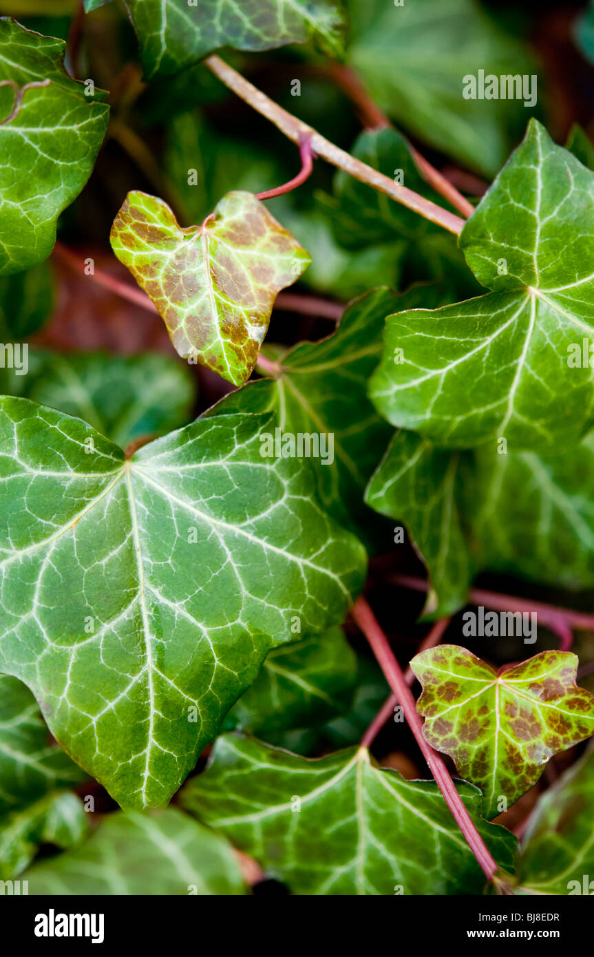 Ivy leaves - close up Stock Photo