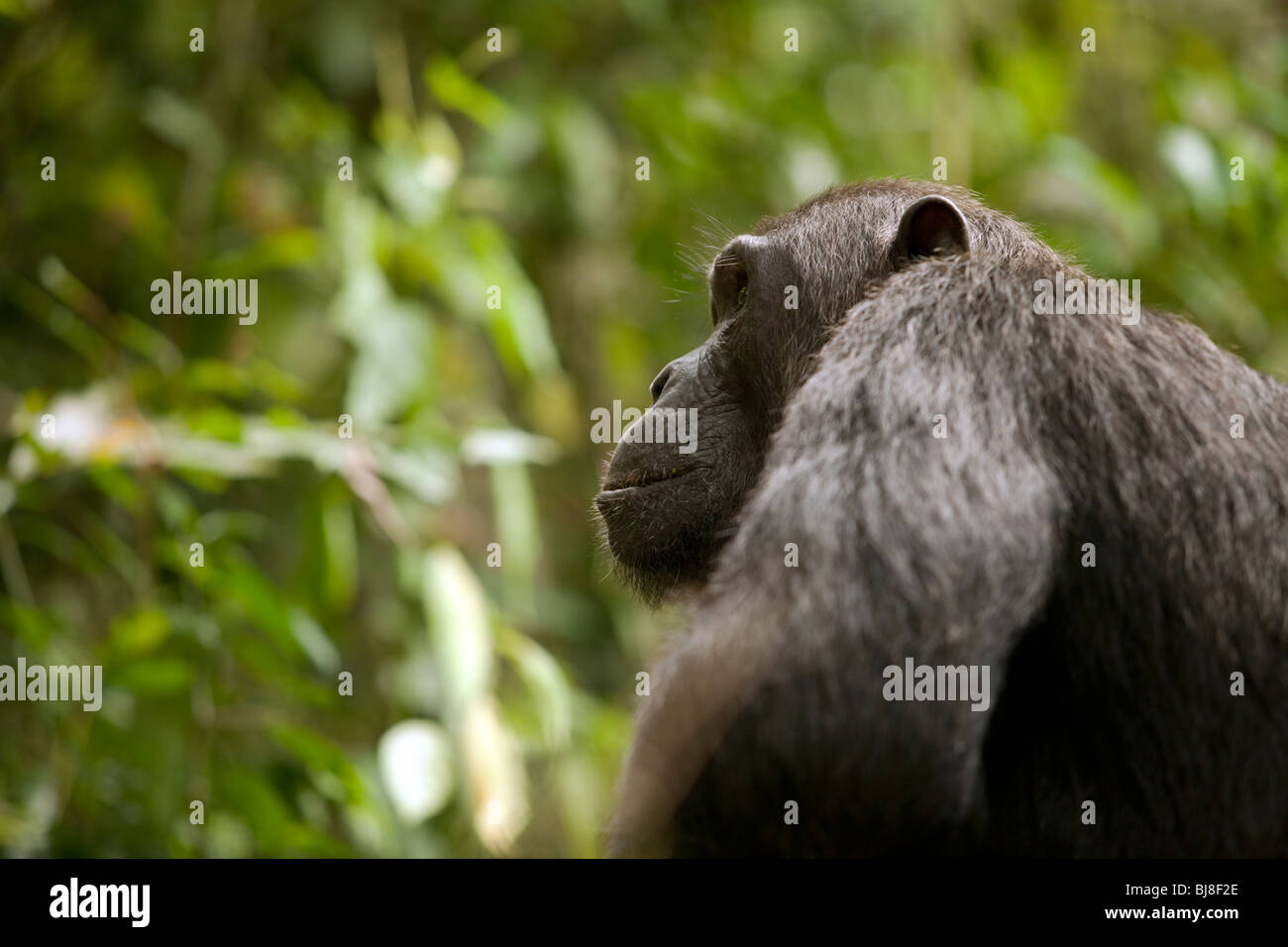 Male chimp of the Kyambura troop, Hatari, in profile Stock Photo