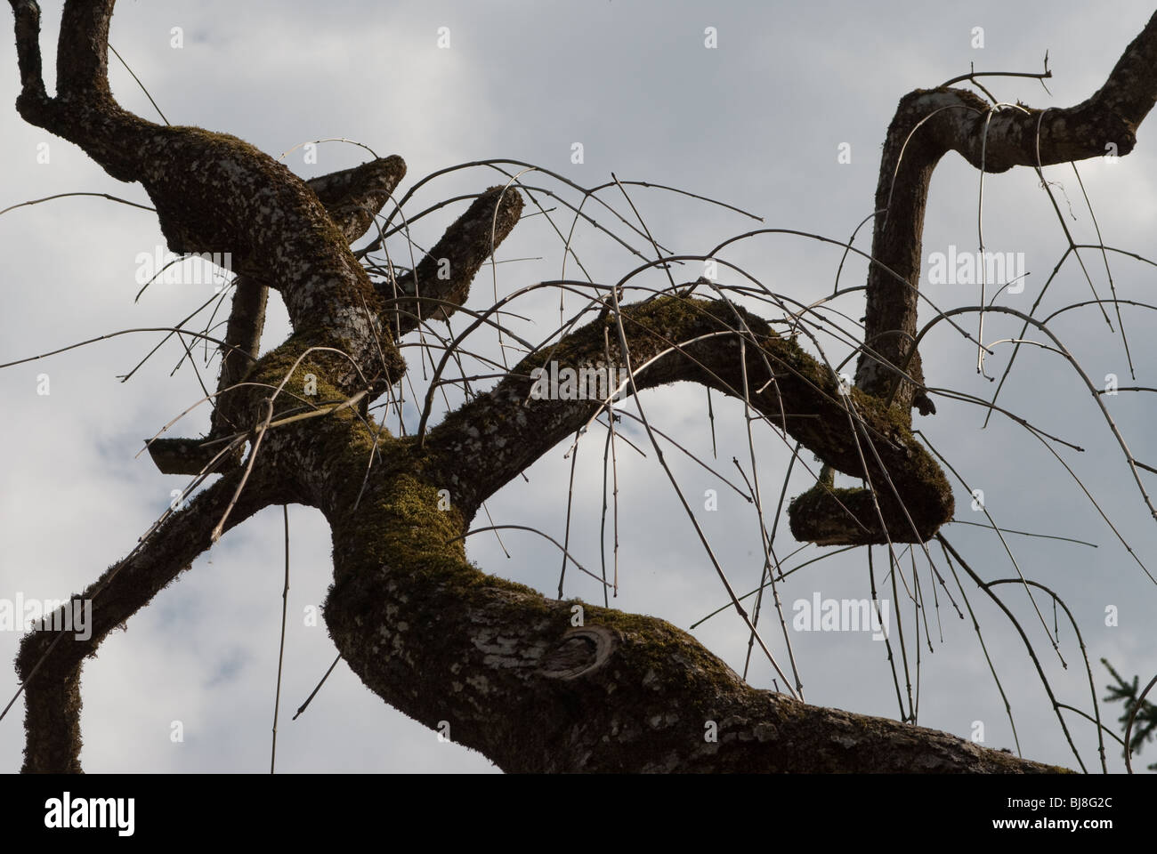 a tree stretching against heaven in a perfect geometry Stock Photo - Alamy