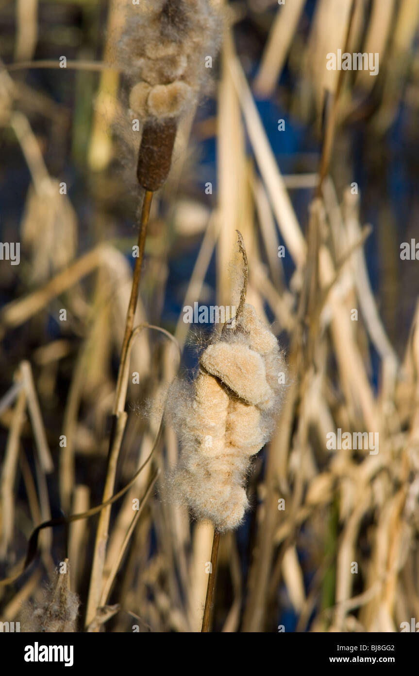 Bull Rushes Seed Exploded Typha seeds hi-res stock photography and images - Alamy