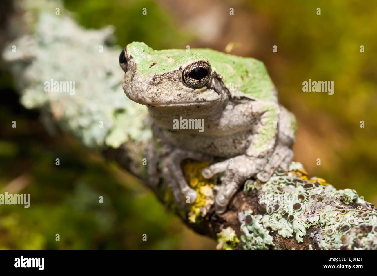 Gray tree frog united states hires stock photography and images Alamy