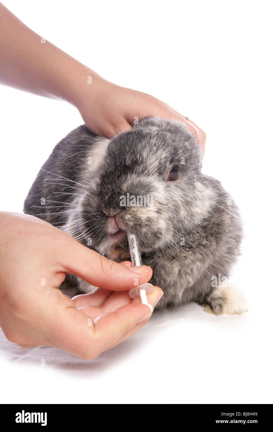 Domestic rabbit Owner giving medicine to single adult Studio, UK Stock ...