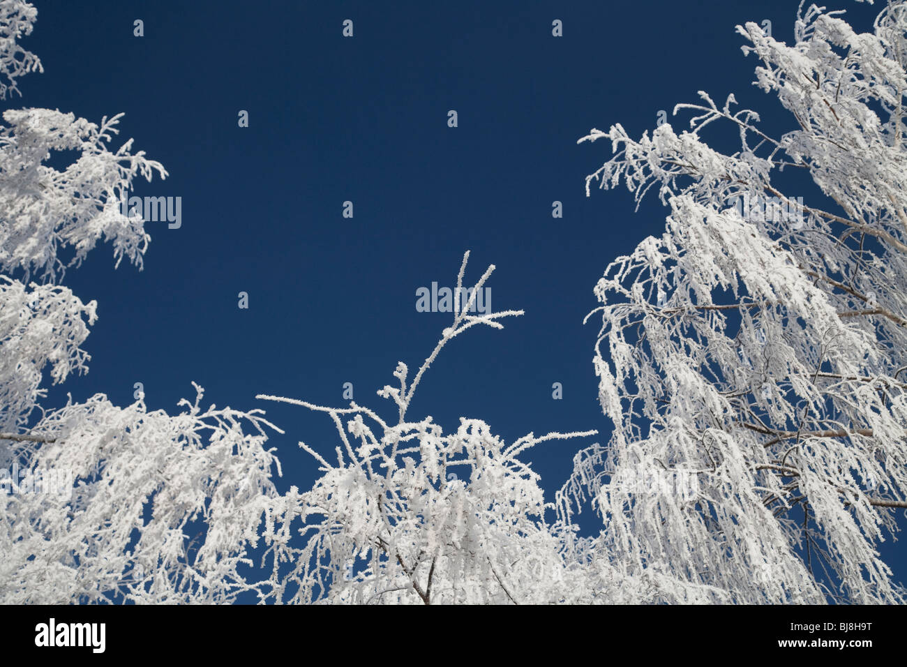 White frosted tree in December Stock Photo - Alamy