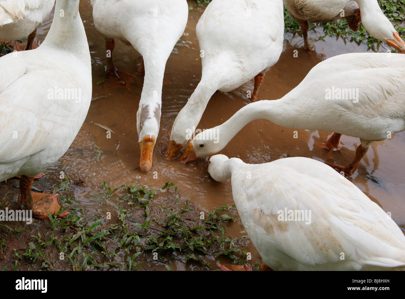 India swan drinking water hires stock photography and images Alamy