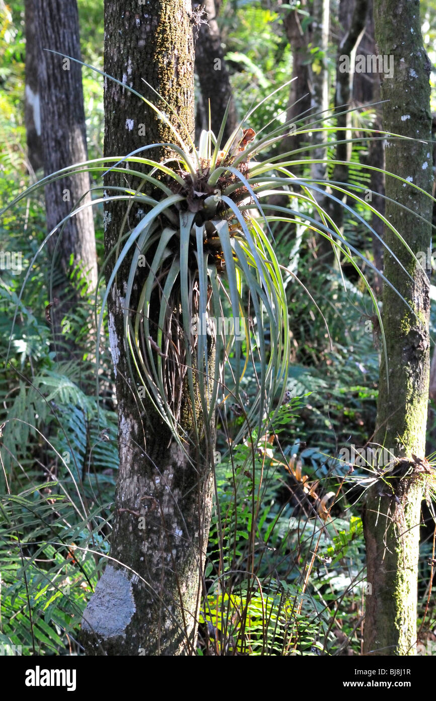 Epiphytes on tree hi-res stock photography and images - Alamy