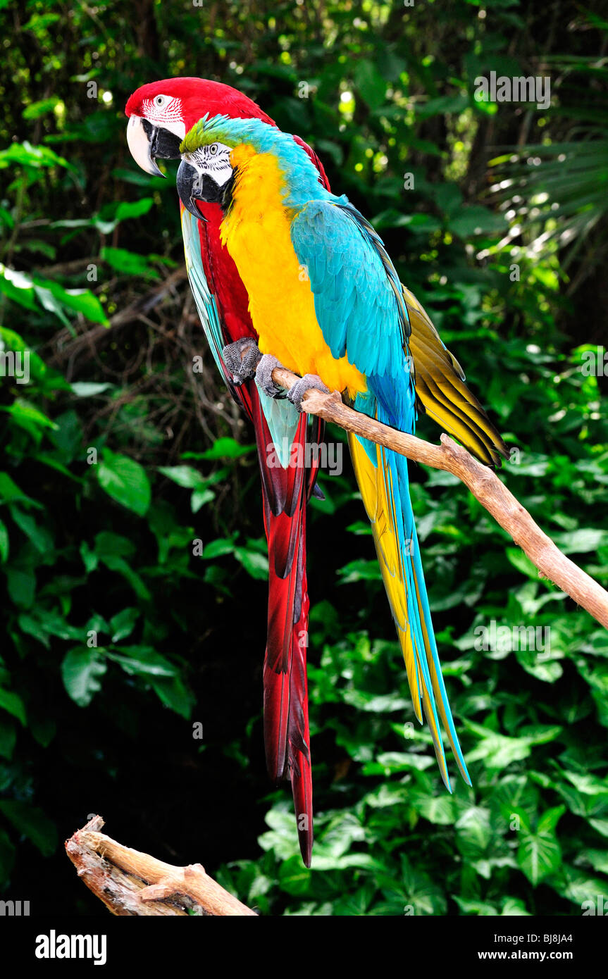 Blue and gold macaw (foreground) and scarlet macaw share a branch at the St. Augustine Alligator Farm in Florida Stock Photo