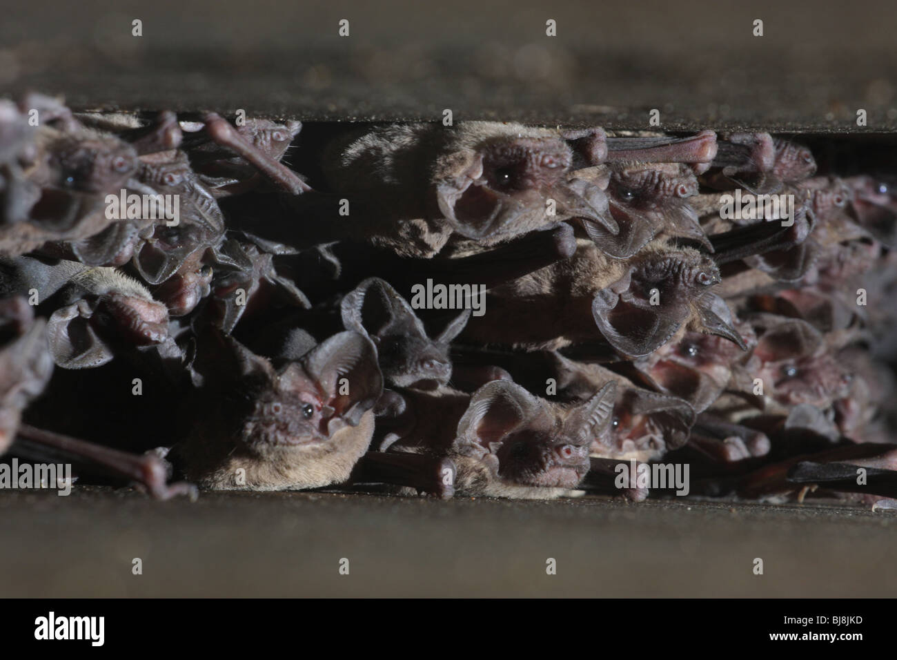 Mexican freetailed bat roosting under bridge expansion joint Austin