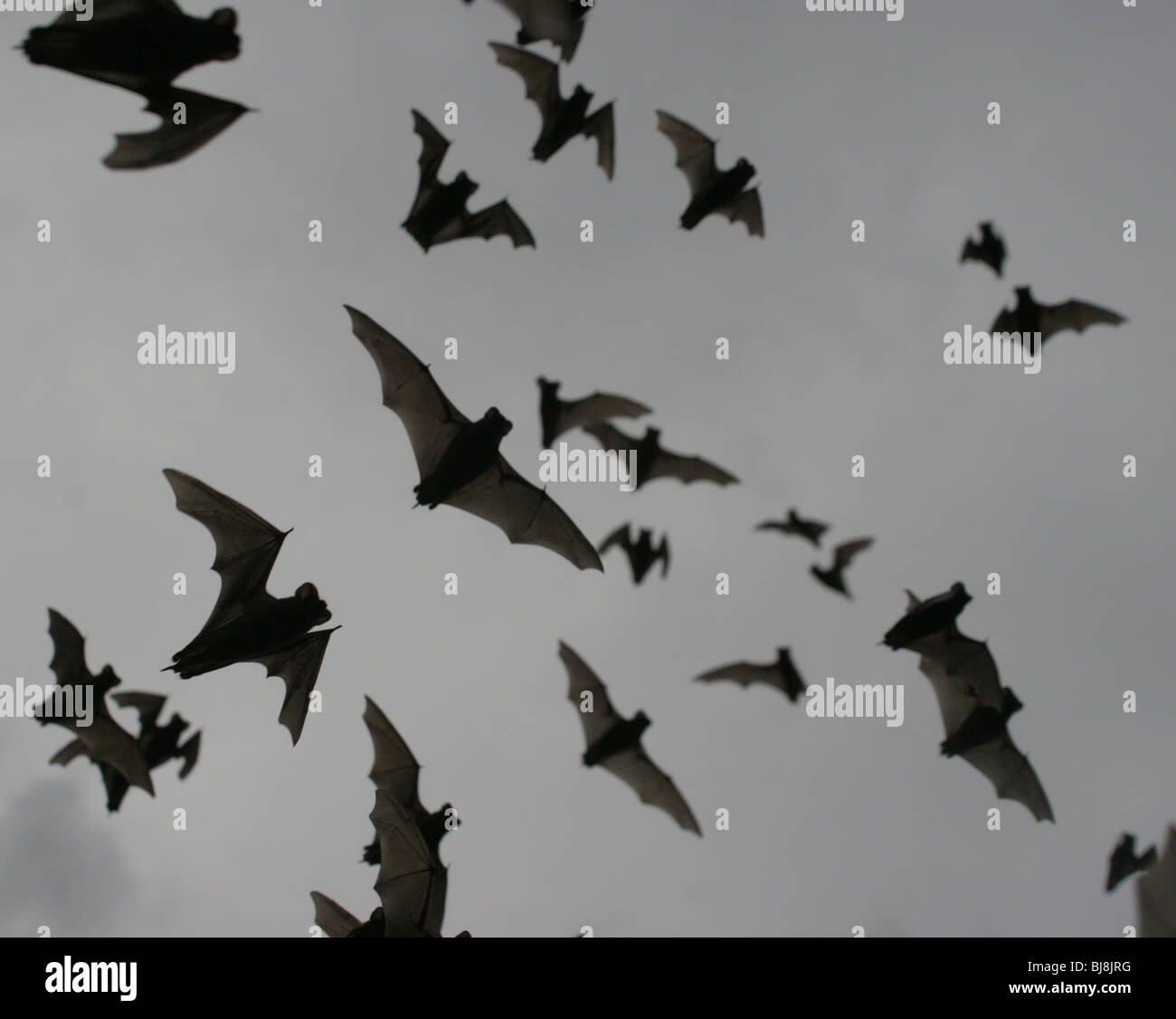 Mexican freetailed bat emerging Texas flock emerge colony fly free