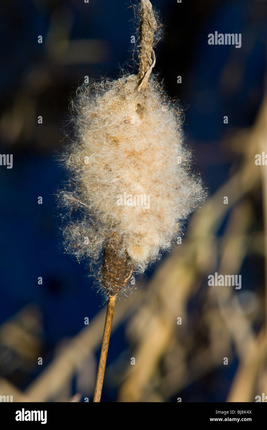 Bull Rushes Seed Exploded Seeding bullrush hi-res stock photography and images - Alamy