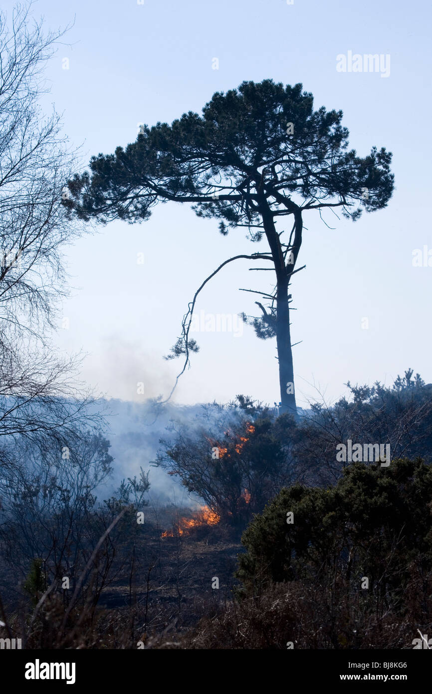 Controlled Burning Deliberate burning of heathland New Forest, UK Stock Photo