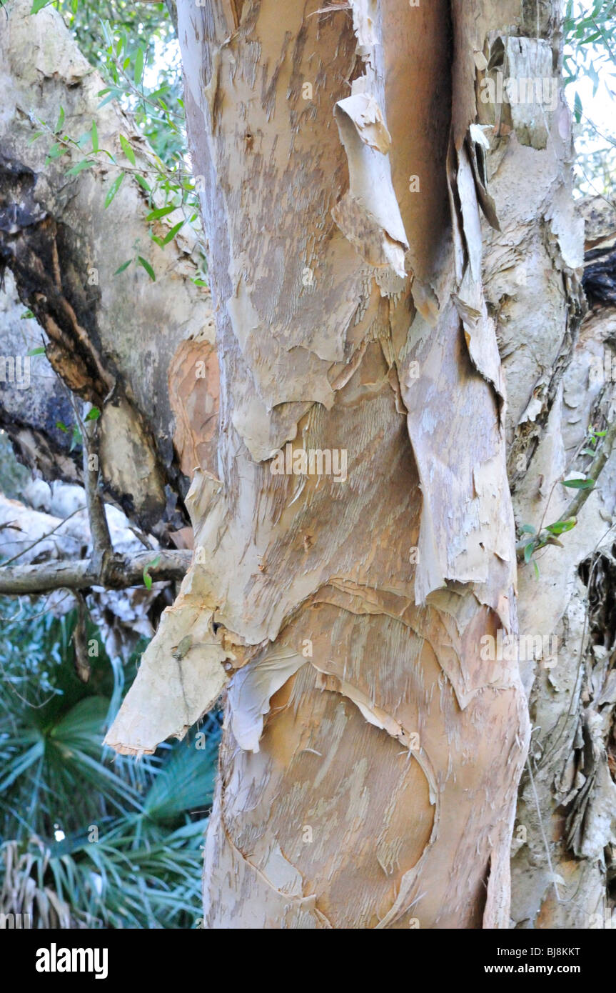 Peeling bark of the paperbark tree (Melaleuca leucadendra) at Ormond Memorial Gardens, Ormond Beach, Florida Stock Photo