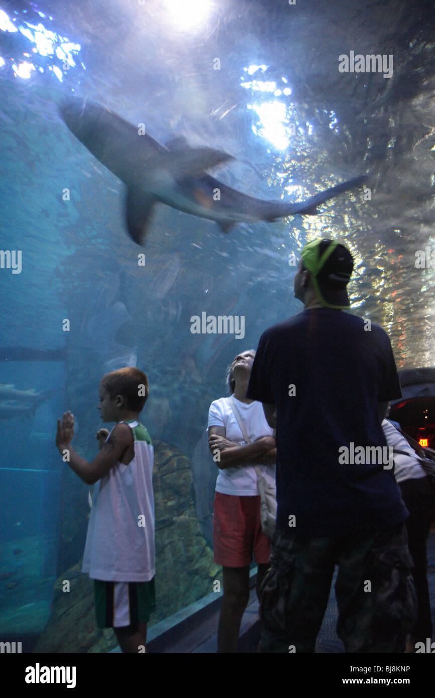 Tourists watching a shark in an aquarium, Camden, USA Stock Photo