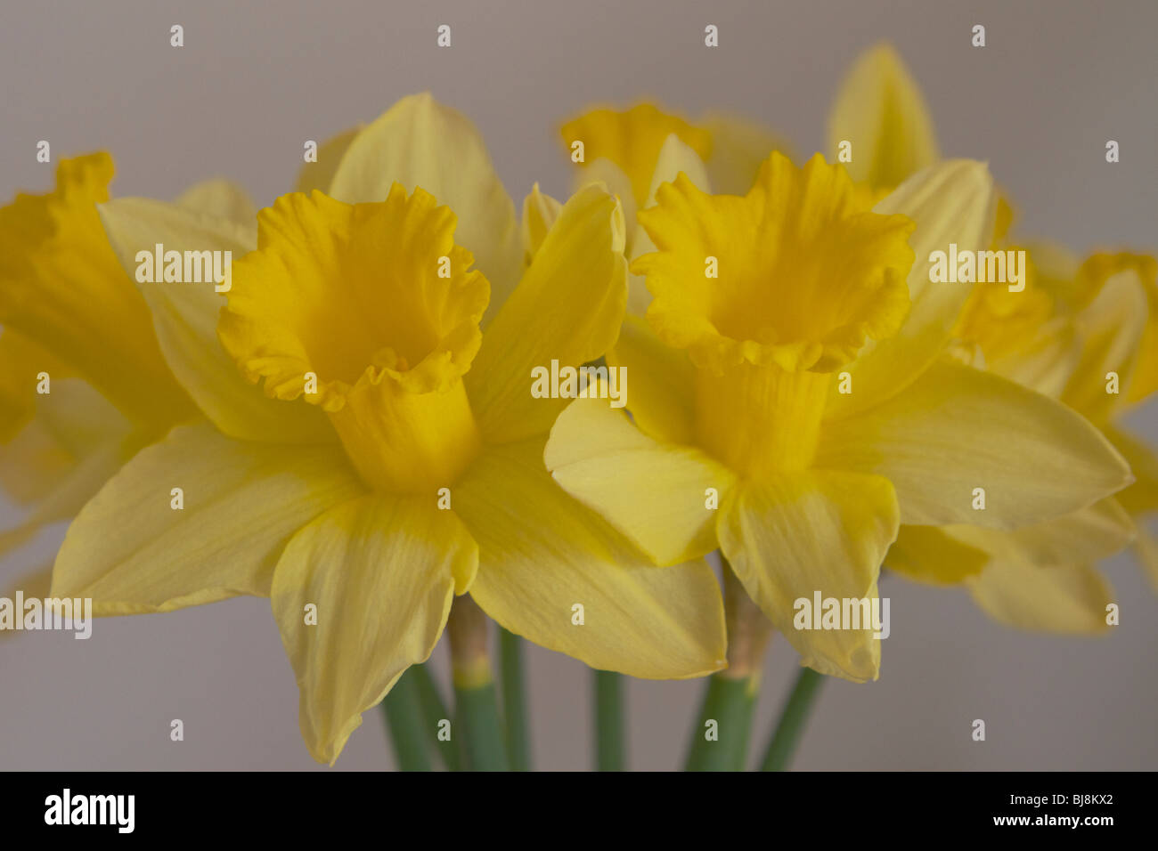 Daffodils-Spring is coming Stock Photo