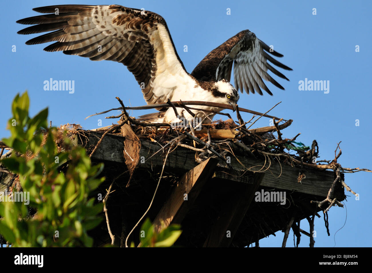 An osprey brings another stick to a nest in Bowditch Point Park, Fort Myers Beach, Florida Stock Photo