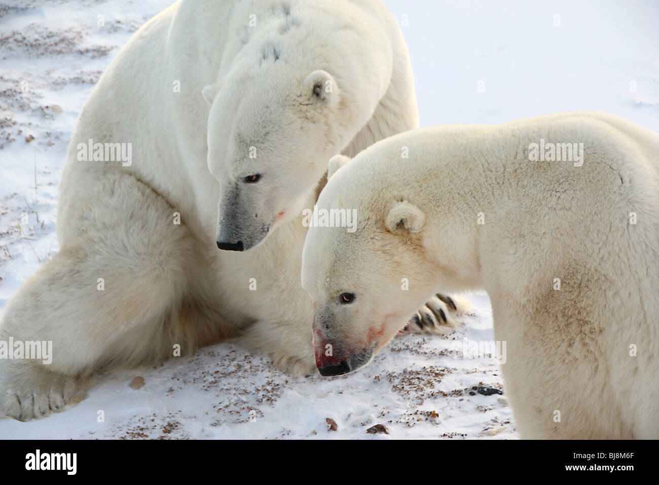 Polar Bears, males enjoying early morning sunshine together. Stock Photo