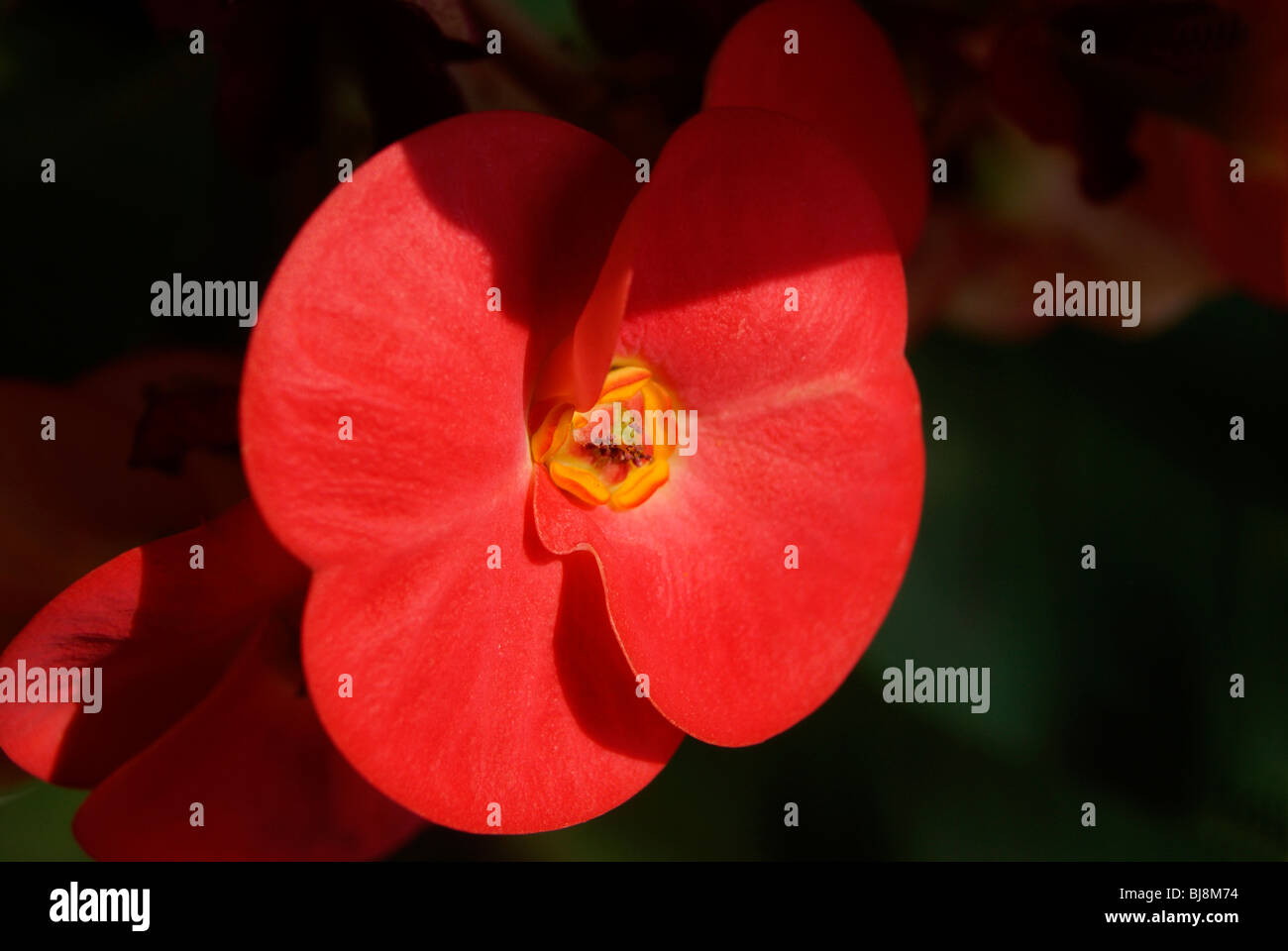 Twin Butterfly like red flower Petals on dark background. Kerala,India