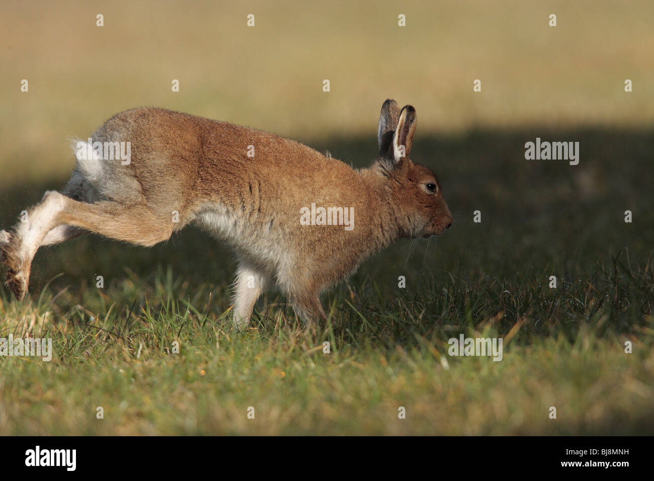 Irish Hare Stock Photo