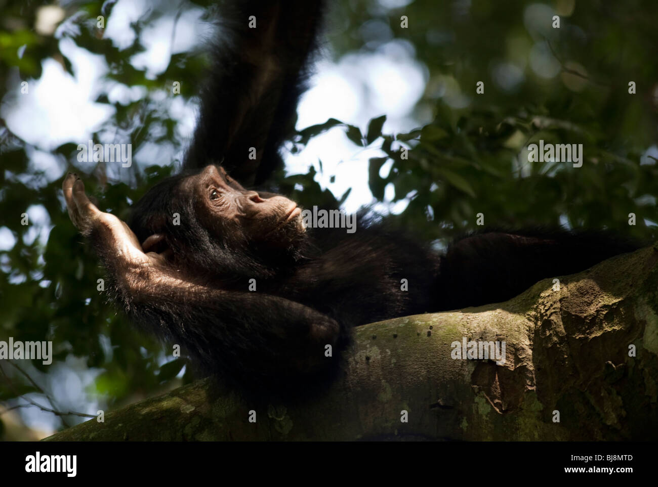 Maji, the strange one of the Kyambura troop, trying to tune in his brain with his thumb while resting with the rest of the group Stock Photo