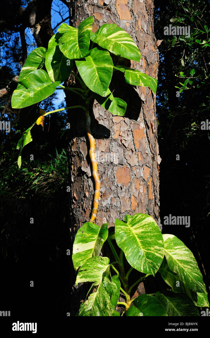 Pothos growing as a vine on a pine tree Stock Photo Alamy