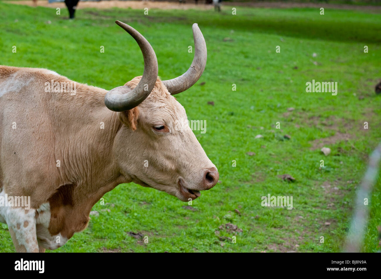 Texas longhorn steer Stock Photo Alamy