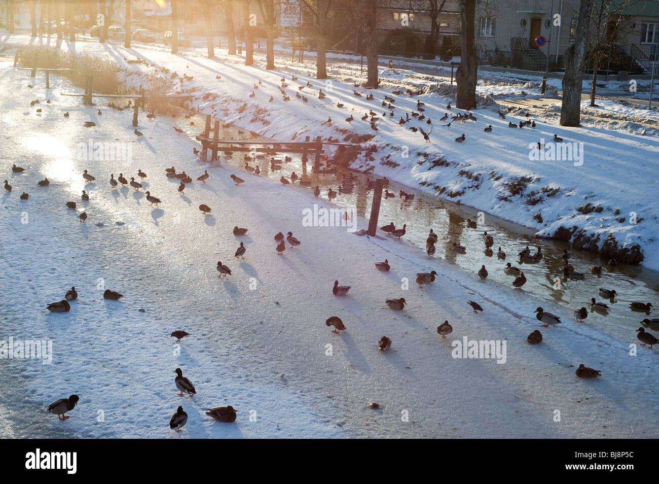 Ducks on a frozen river Stock Photo