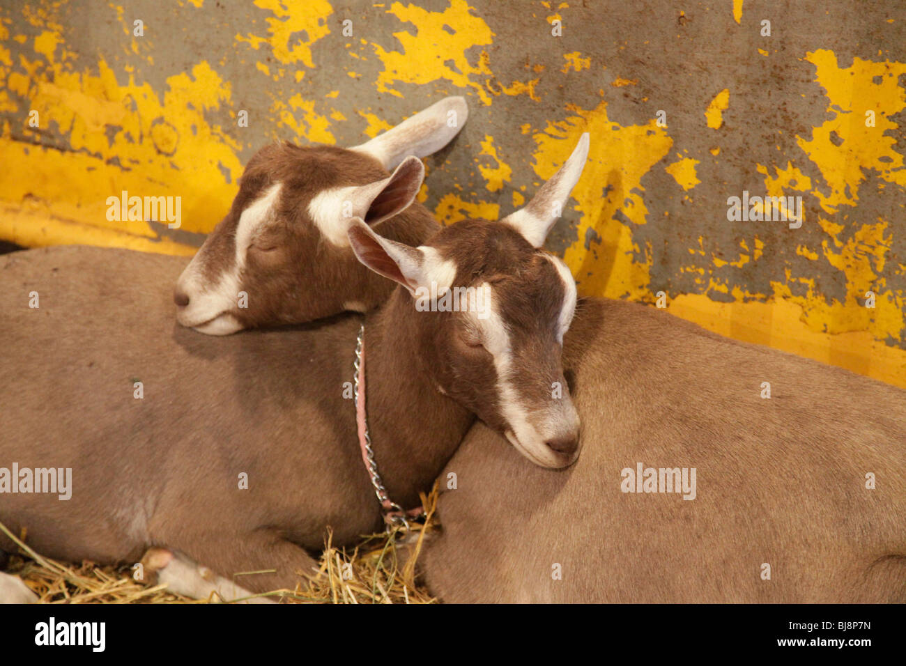 Goats sleeping at the New York State Fair Syracuse Stock Photo