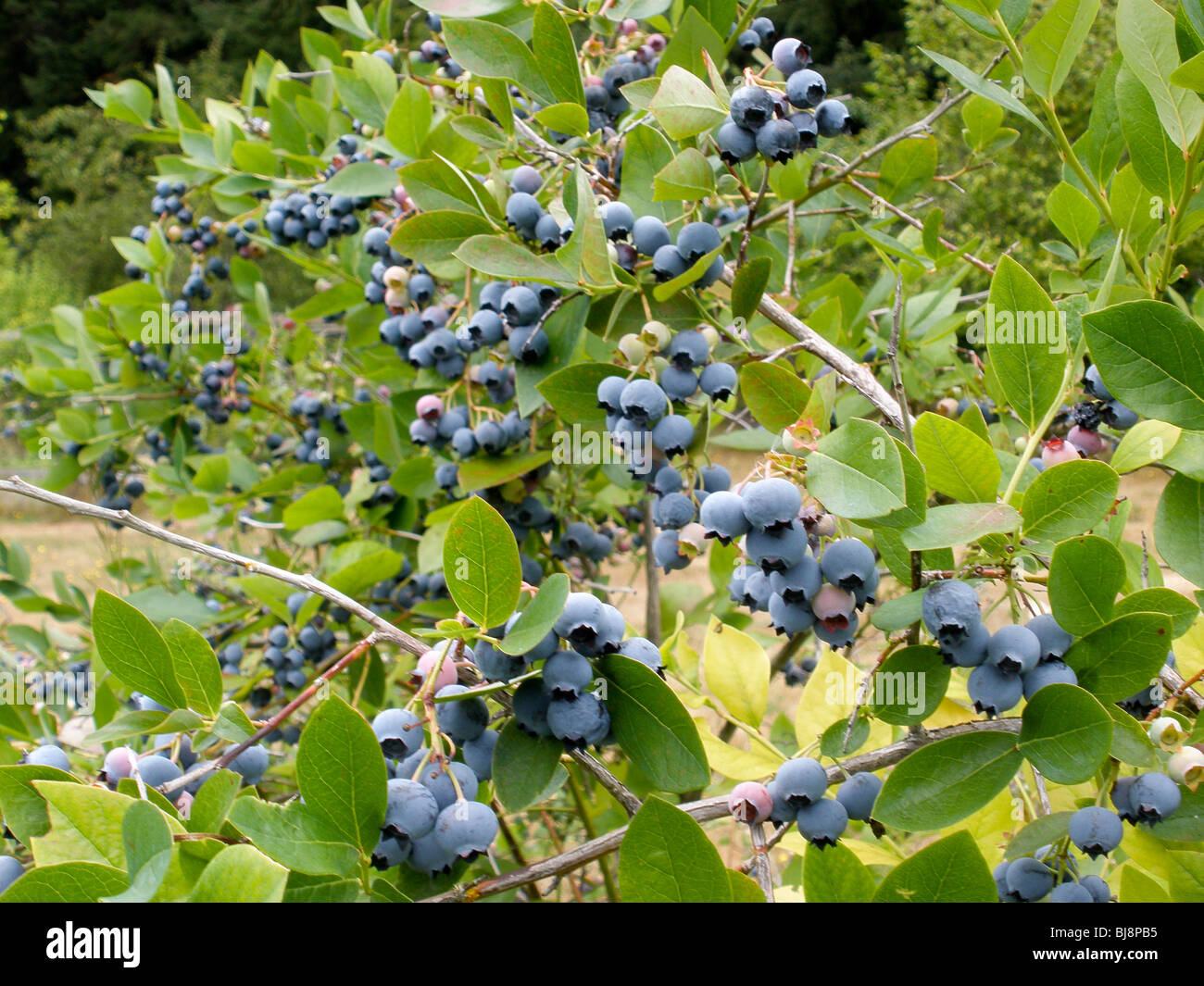 Washington blueberries on the bush. Stock Photo
