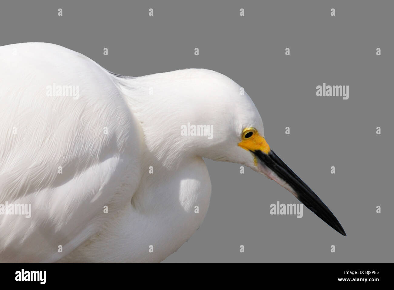 Snowy egret (Egretta thula) Stock Photo