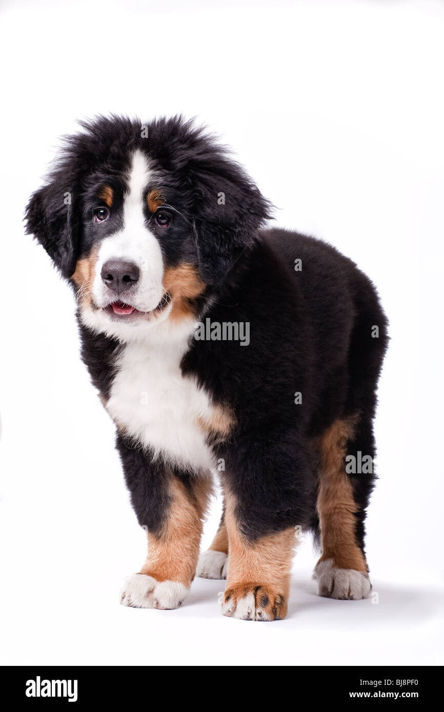 Young Bouvier Bernois Or Berner Sennen Portraied On White Background Chewing On A Toy Stock Photo Alamy Young Bouvier Bernois Or Berner Sennen Portraied On White Background Chewing On A Toy Stock Photo Alamy