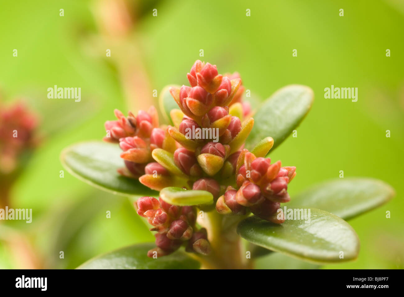 'Leiophyllum buxifolium' 'Dwarf Sand Myrtle' flower buds close up Stock Photo
