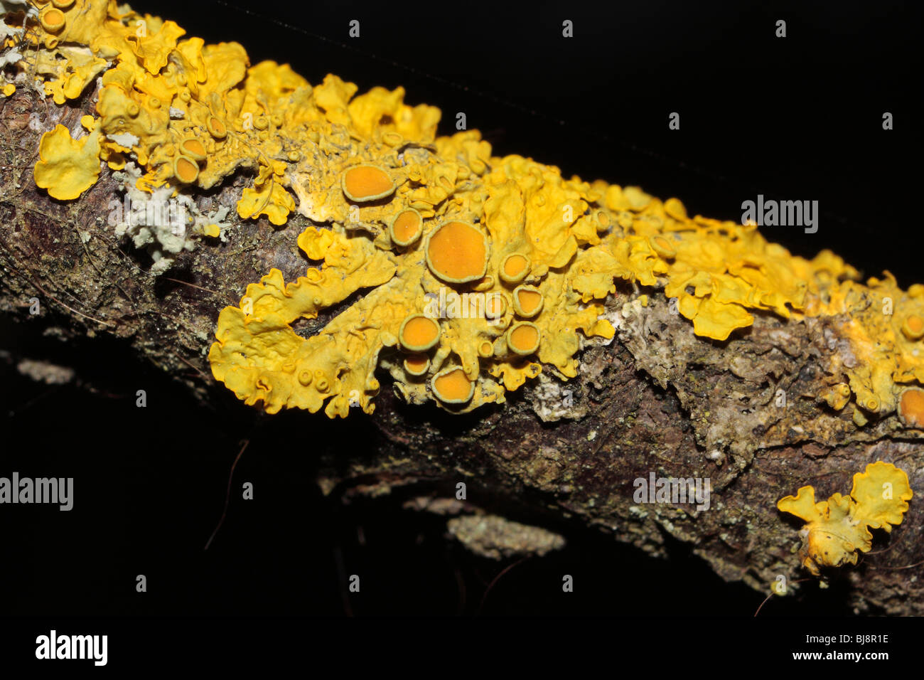 Yellow Lichen Stock Photo