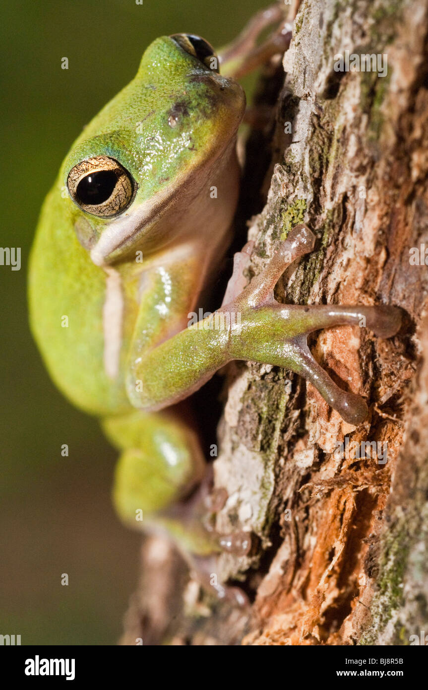 The green tree frog, Hyla cinerea, is a common species in the southern and southeastern United States. It is the state amphibian Stock Photo
