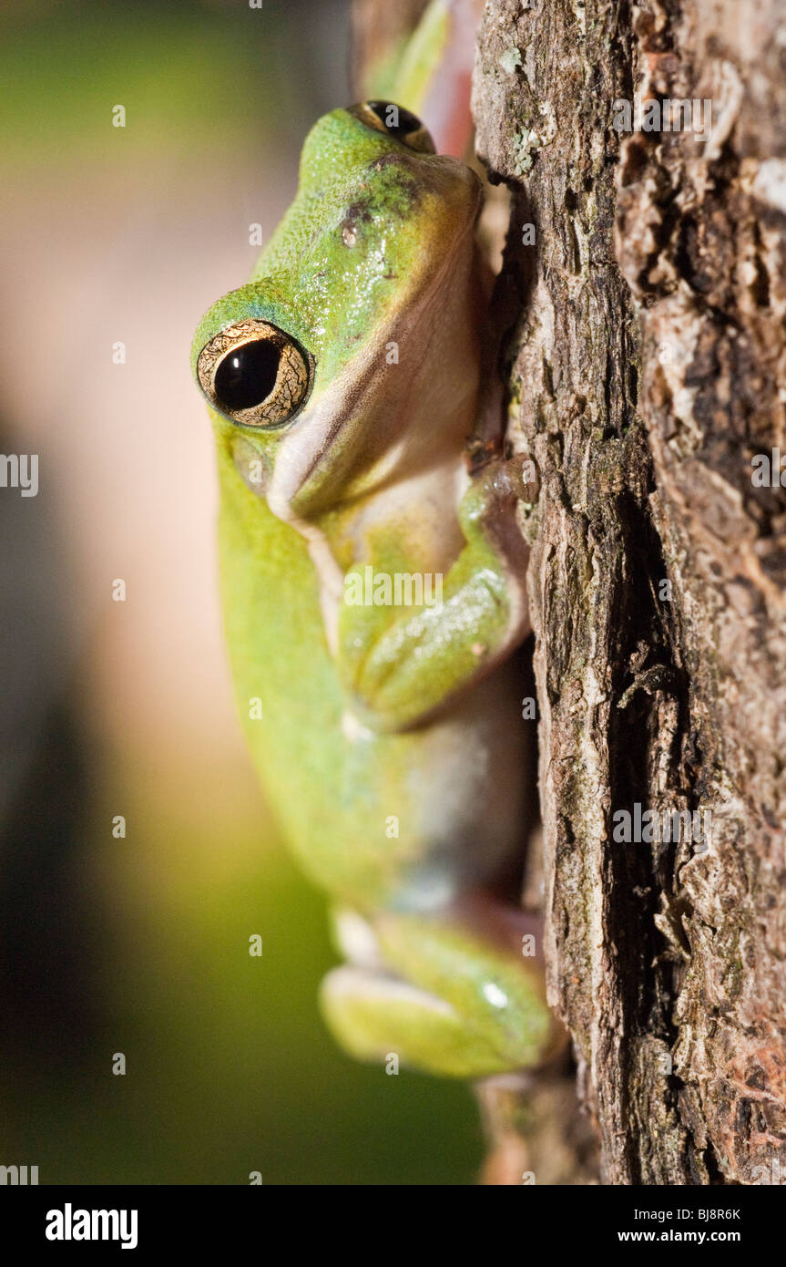 The green tree frog, Hyla cinerea, is a common species in the southern and southeastern United States. It is the state amphibian Stock Photo