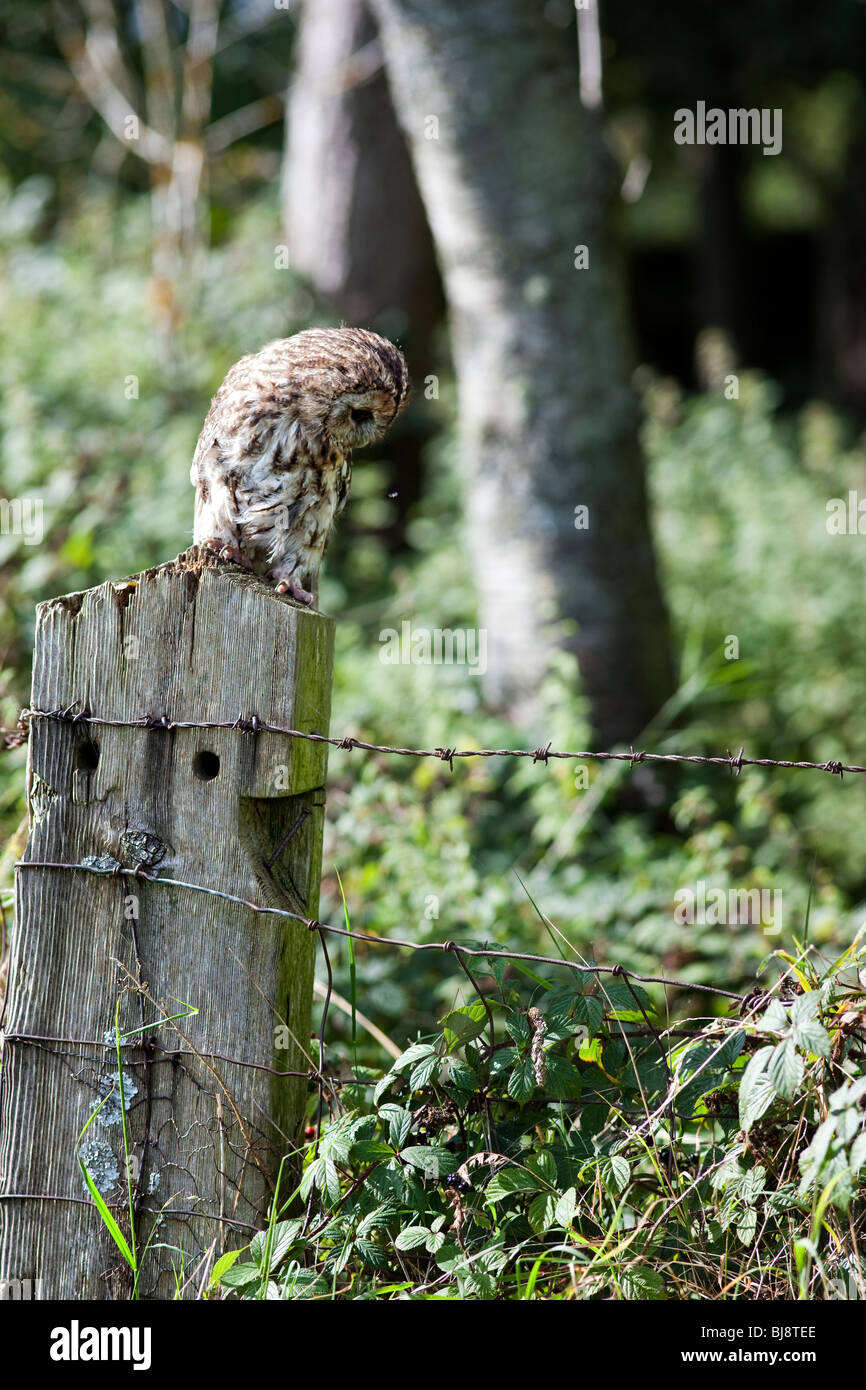 Tawny owl, Strix aluco watching a fly. UK Stock Photo