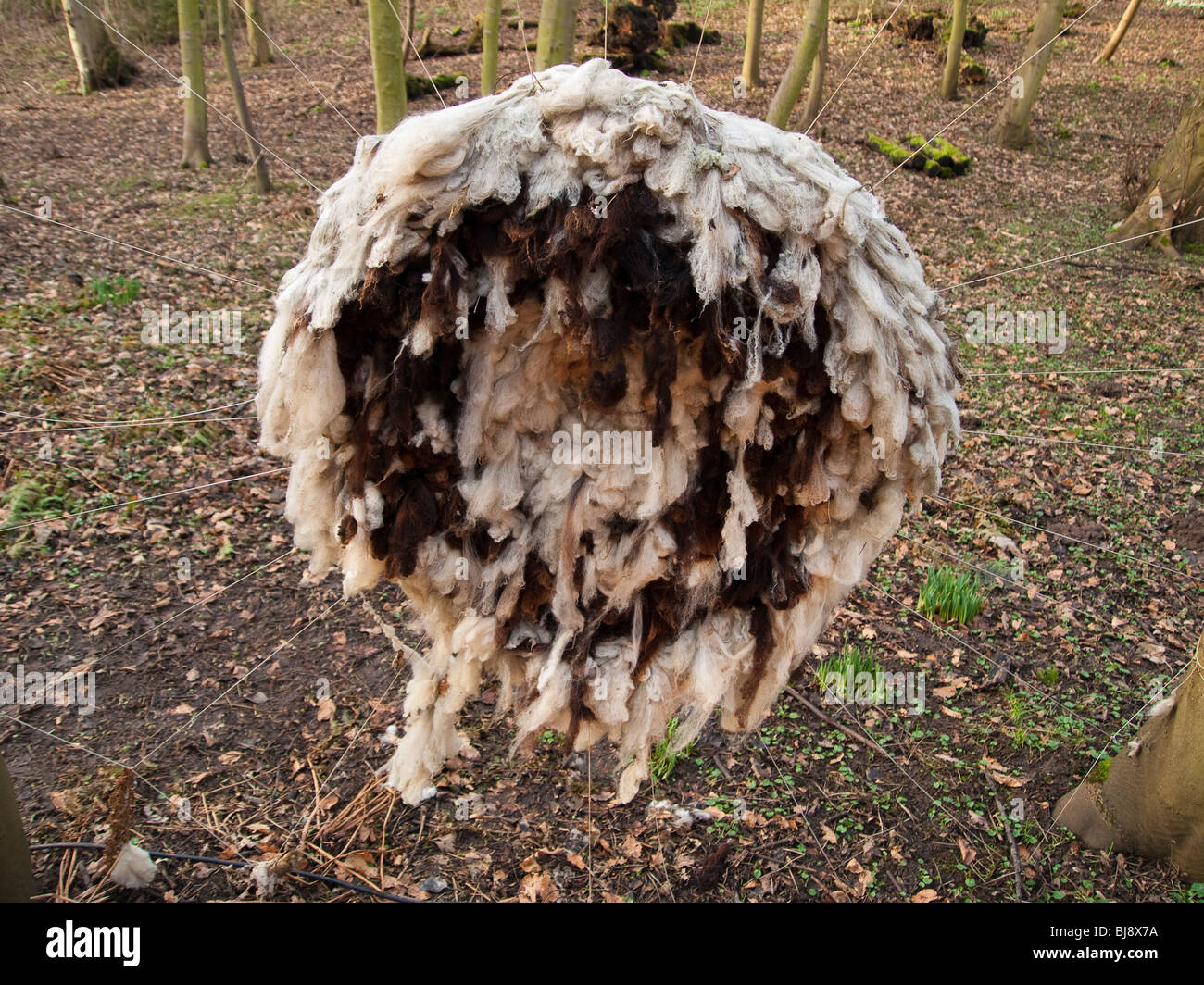 Woodland Sculpture, Cambo House, Fife, Scotland Stock Photo