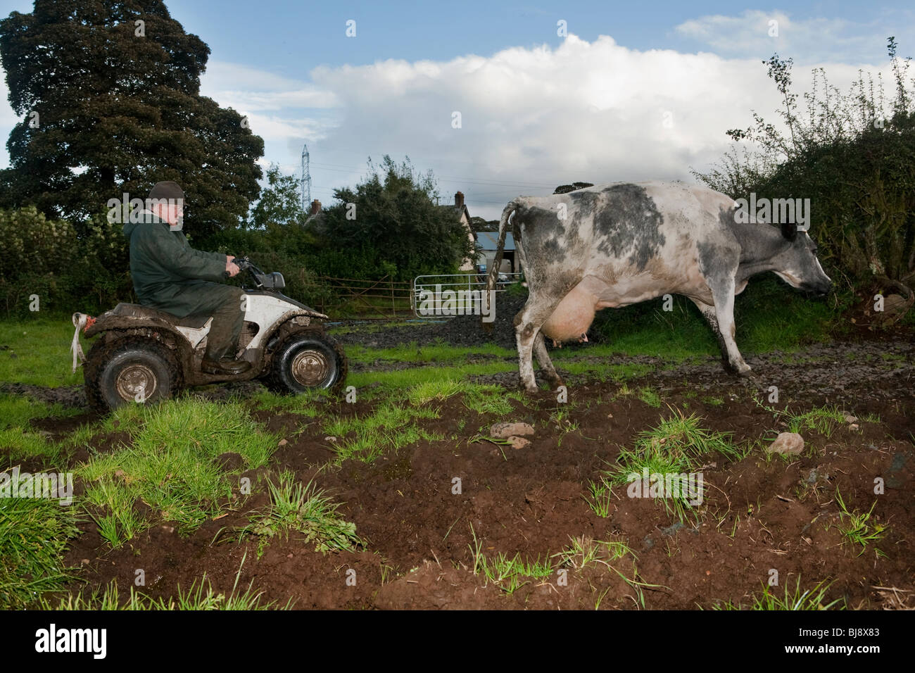 Senior farmer riding four wheeler behind a cow in a muddy field Stock Photo