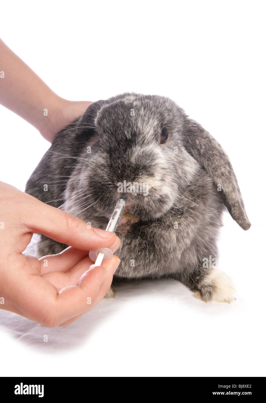 Domestic rabbit Owner giving medicine to single adult Studio, UK Stock