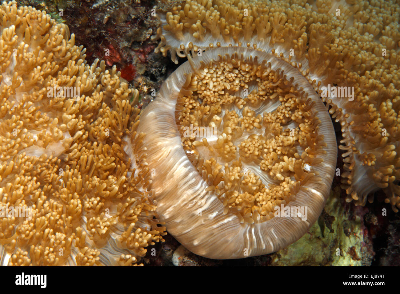Corallimorpharian, or corallimorph, Discosoma sp.Tulamben, Bali, Indonesia. Bali Sea, Indian Ocean Stock Photo