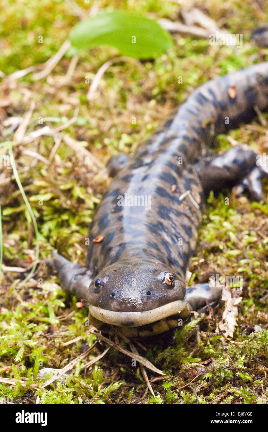 Tiger salamander, Ambystoma tigrinum, USA Stock Photo - Alamy