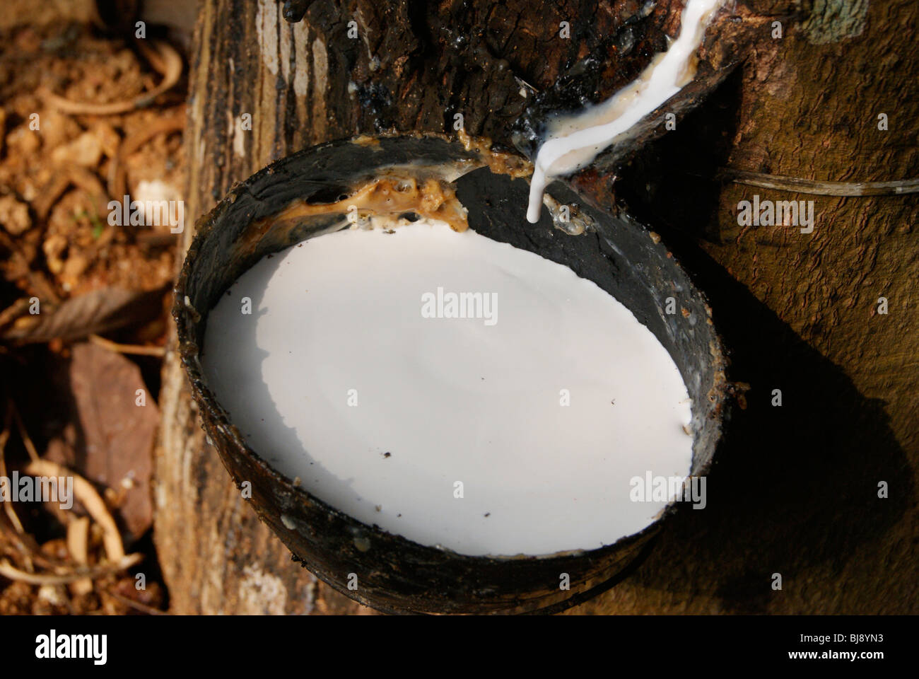 Fresh Natural rubber milk from a Rubber tree collecting in coconut Shells.Morning scene from Rubber plantations of Kerala,India Stock Photo