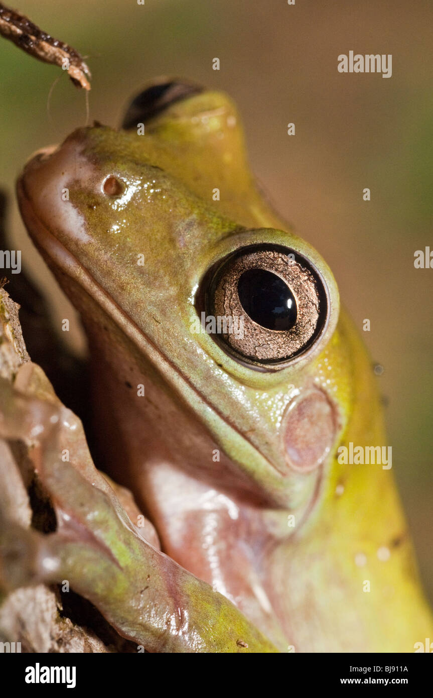 Labed Tree Frog Whites tree frog litoria caerulea hi-res stock photography and images ...